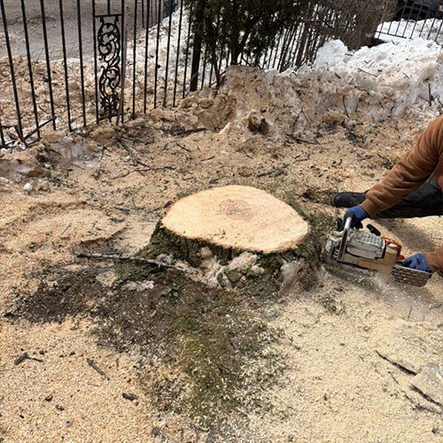 Salamanca Professional Pruning