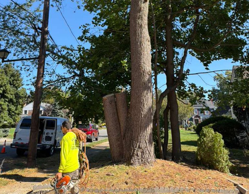  Salamanca Tree Service Team